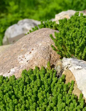 Мшанка шиловидная Green Moss